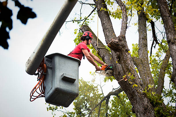 Trusted Highland Park, IL Tree Removal and Landscaping Services Experts